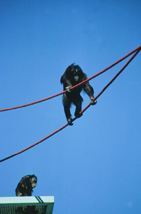 Orangutans using Rope Crawlway at the National Zoo